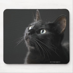 Tapis De Souris Chat Zazzle Fr