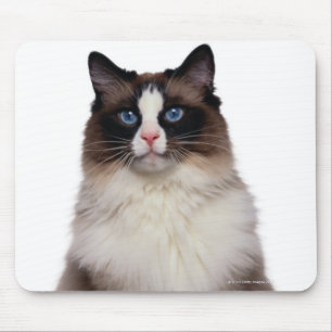 Tapis De Souris Chat Ragdoll
