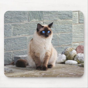 Tapis De Souris Chat, Siamese, Animal