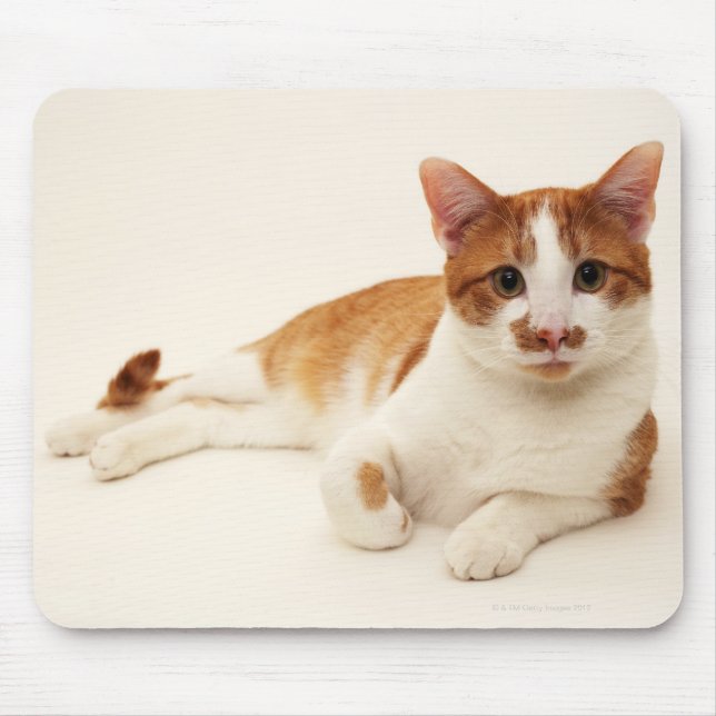 Tapis De Souris Chat sur arrière - plan blanc (Devant)
