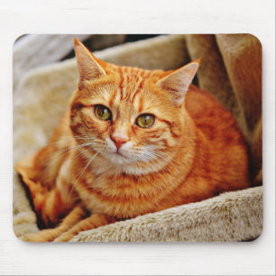 Tapis De Souris chat, tabby, nature