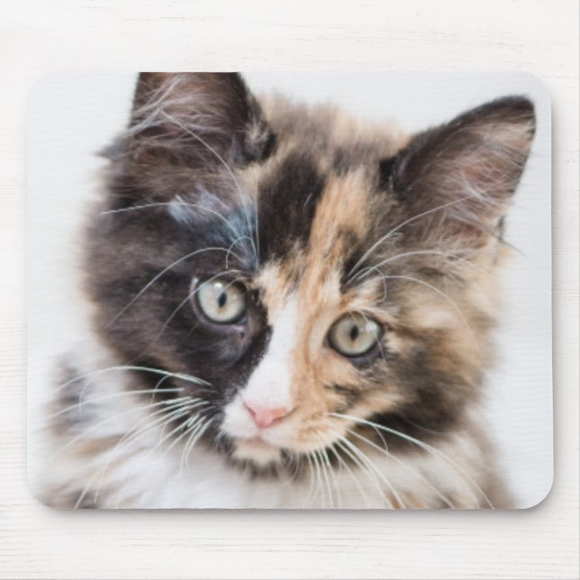 Tapis De Souris Chaton adorable de calicot (Devant)