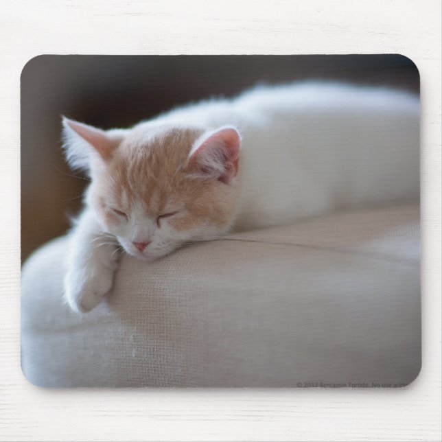 Tapis De Souris Chaton beige et blanc fatigué (Devant)
