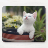 Chaton blanc turc
