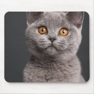 Tapis De Souris Chaton britannique de Shorthair (3 mois)