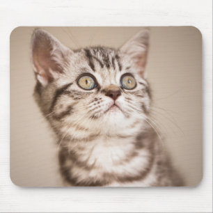 Tapis De Souris Chaton britannique gris mignon de cheveux courts