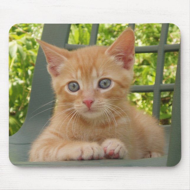 Tapis De Souris Chaton Dax Mousepad (Devant)