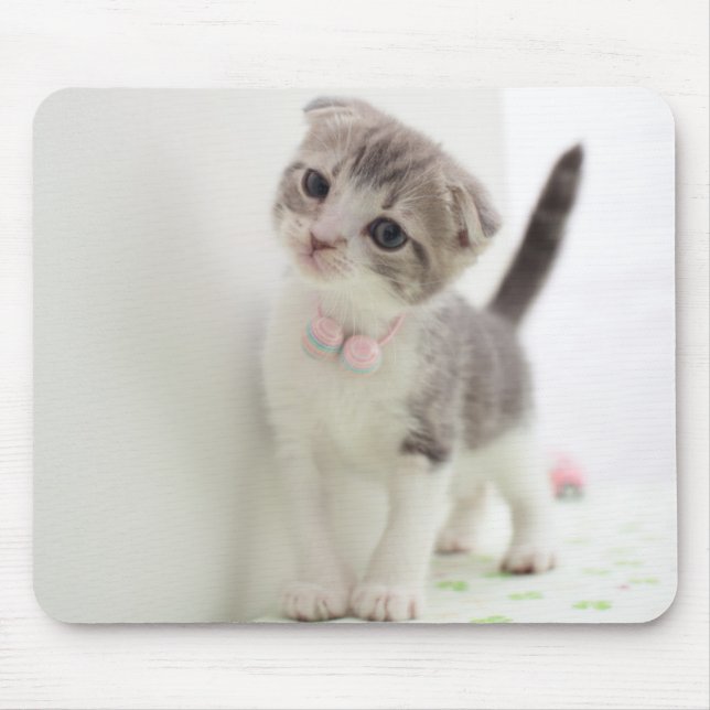 Tapis De Souris Chaton de pli d'écossais (Devant)