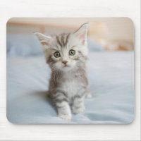 Chaton de ragondin du Maine