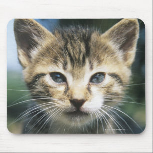 Tapis De Souris Chaton dehors
