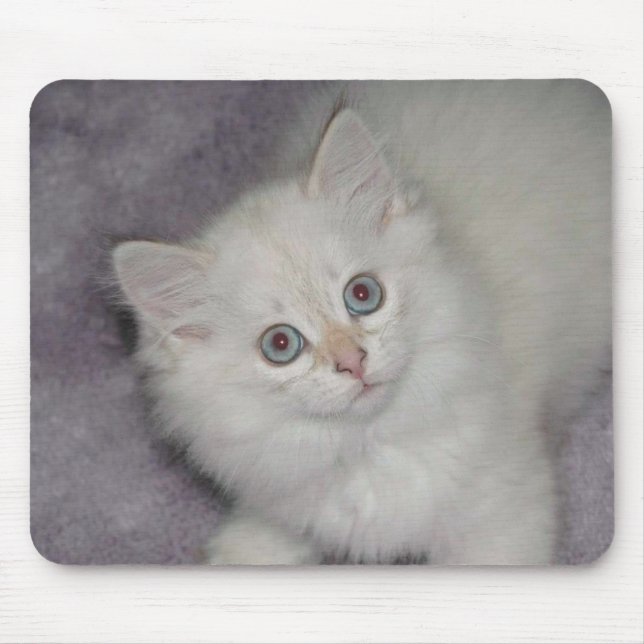 Tapis De Souris Chaton d'or Mousepad (Devant)