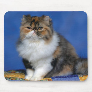Tapis De Souris Chaton mignon M003 de chat