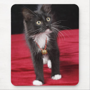 Tapis De Souris Chaton noir et blanc à poils courts, 2 mois 1/2