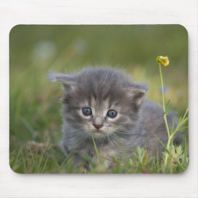 Tapis De Souris Chaton Personnalisé Mignon (Devant)