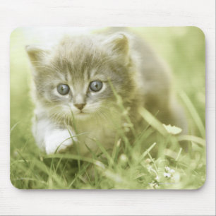 Tapis De Souris Chaton prenant des mesures dans l'herbe