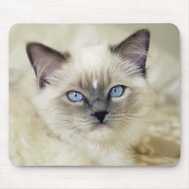 Tapis De Souris Chaton Ragdoll (Devant)