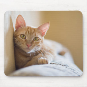 Tapis De Souris Chaton se trouvant sur le divan