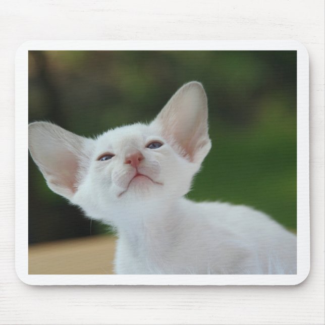 Tapis De Souris Chaton siamois (Devant)