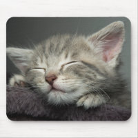 Chaton somnolent