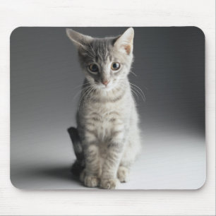 Tapis De Souris Chaton tigré bleu