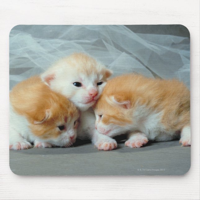 Tapis De Souris Chatons à fourrure orange (Devant)