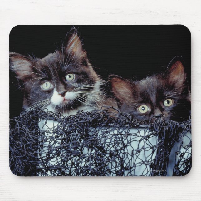 Tapis De Souris Chatons dans le conteneur (Devant)