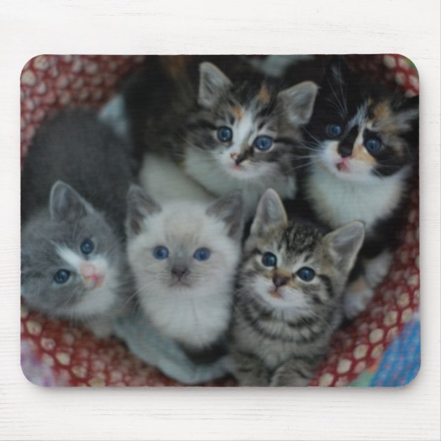 Tapis De Souris Chatons dans un panier (Devant)
