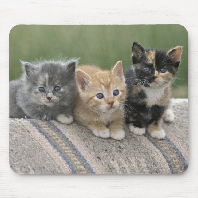 Tapis De Souris Chatons de grange sur une couverture de cheval (Devant)