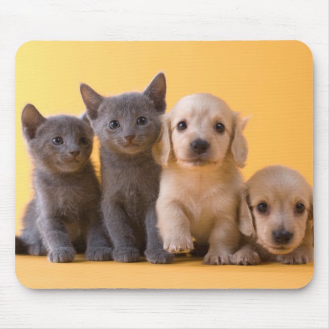 Tapis De Souris Chatons et chiots bleus russes de teckel (Devant)