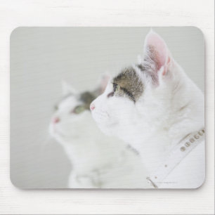 Tapis De Souris Chats