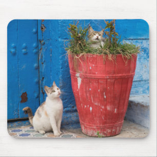 Tapis De Souris Chats jouant à Rabat, Maroc