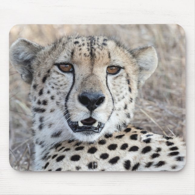Tapis De Souris Cheetah Portrait (Devant)