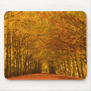 Tapis De Souris Chemin de marche à travers la forêt dans le
