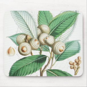 Tapis De Souris Chêne vert