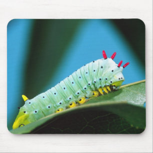 Tapis De Souris Chenille du papillon Prométhée, Callosamia