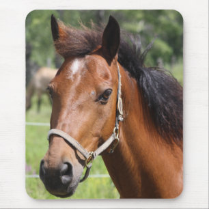 Tapis De Souris Cheval