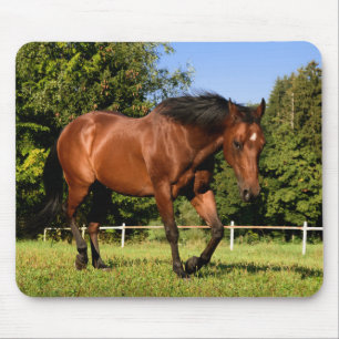 Tapis De Souris Cheval