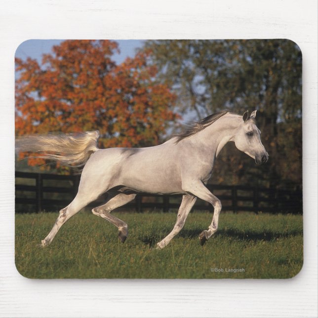 Tapis De Souris Cheval arabe : Automne 2 (Devant)