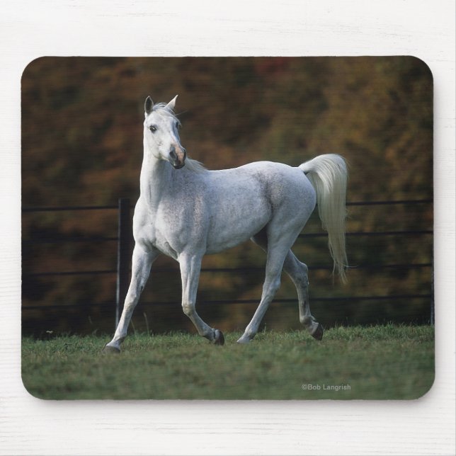 Tapis De Souris Cheval arabe courant 1 (Devant)