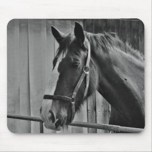 Tapis De Souris Cheval blanc noir - Art de la photographie animale
