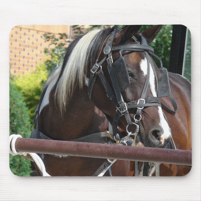 Tapis De Souris Cheval Buggy Bay Pinto Amish (Devant)
