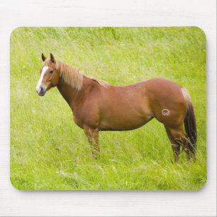 Tapis De Souris Cheval dans un champ printanier