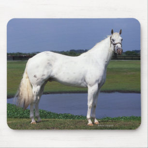 Tapis De Souris Cheval d'Appaloosa