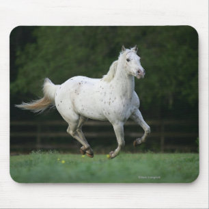 Tapis De Souris Cheval d'Appaloosa courant 1
