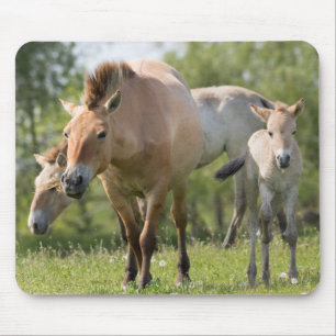 Tapis De Souris Cheval de Przewalski et poulain marchant