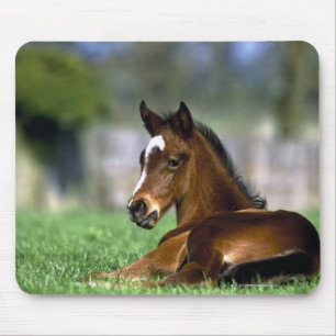 Tapis De Souris Cheval de pur sang, Irlande