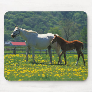 Tapis De Souris Cheval et son poulain se tenant dans un domaine