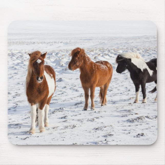 Tapis De Souris Cheval islandais avec manteau d'hiver typique (Devant)