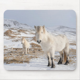 Tapis De Souris Cheval islandais   Blonduos, Islande