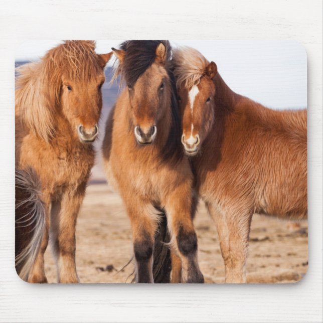 Tapis De Souris Cheval islandais en hiver (Devant)